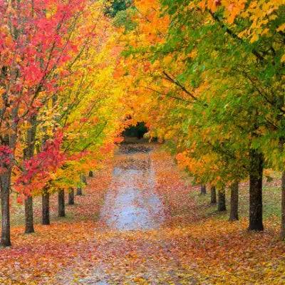 Fall Sale!
